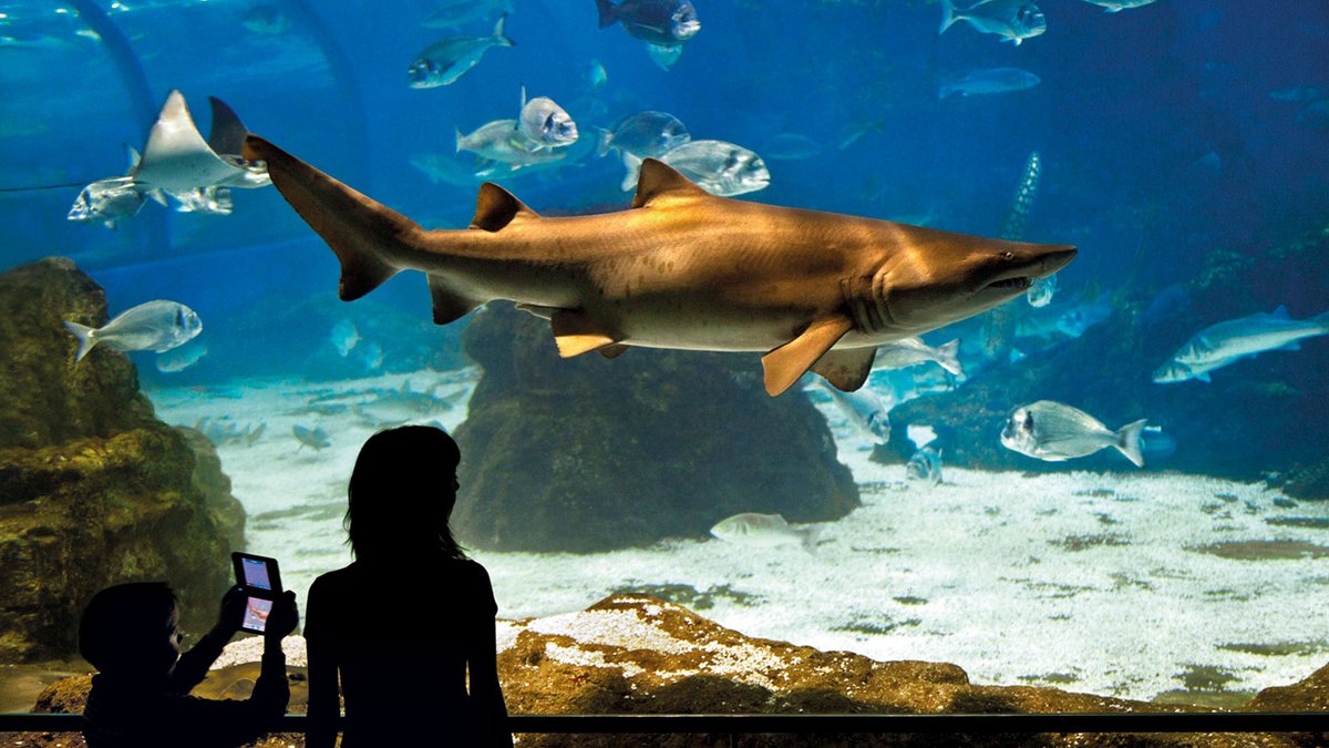 Aquàrium de Barcelona photo 2