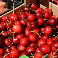 Cherry Harvest Festival: Family Fun & Local Flavors