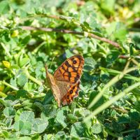 Butterfly Detectives: Science for Young Explorers