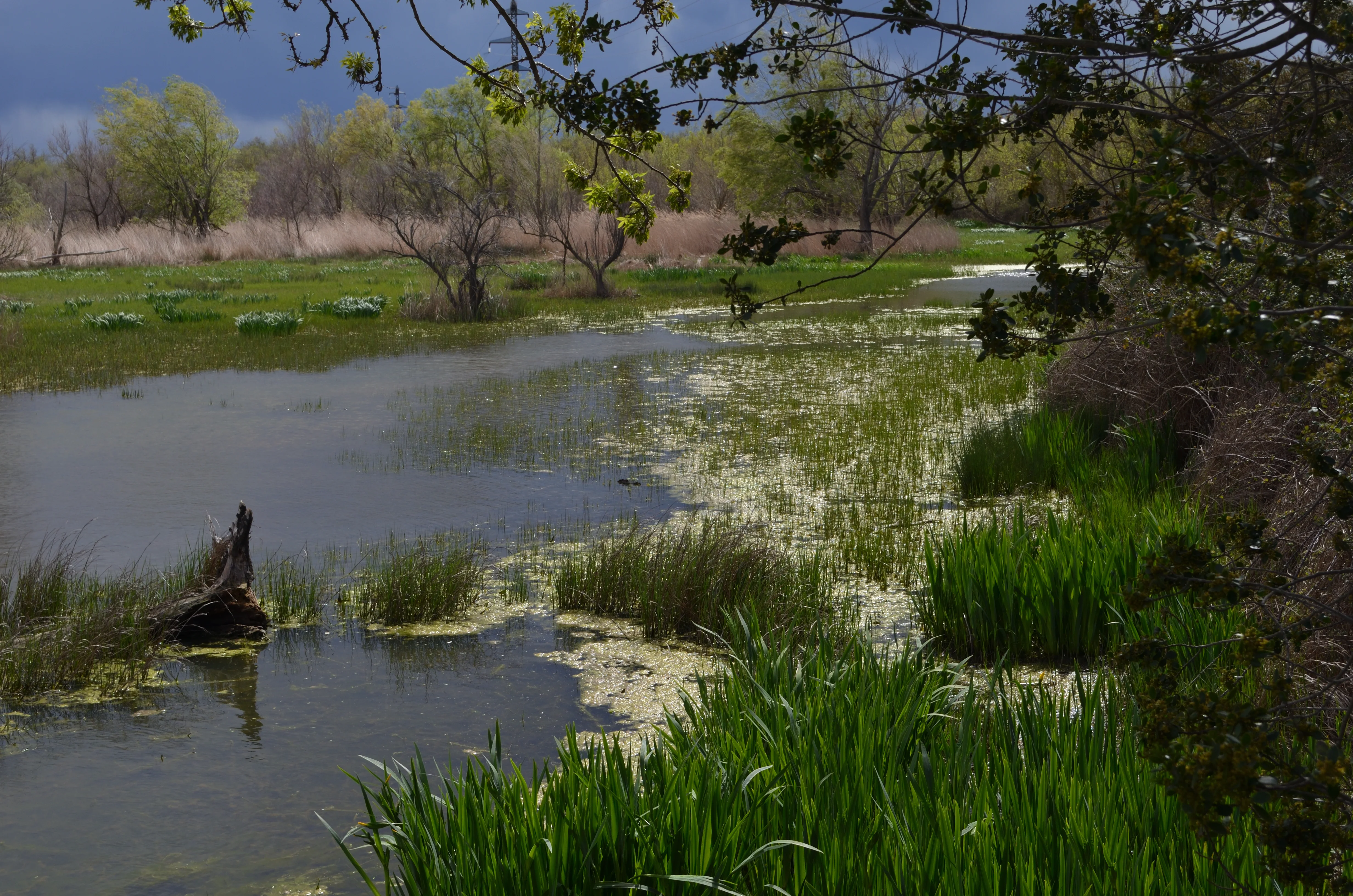Aiguamolls de l'Empordà photo 3