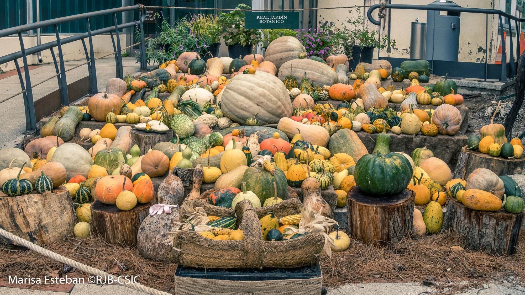 Pumpkin Exhibit at the Real Jardín Botánico photo 3