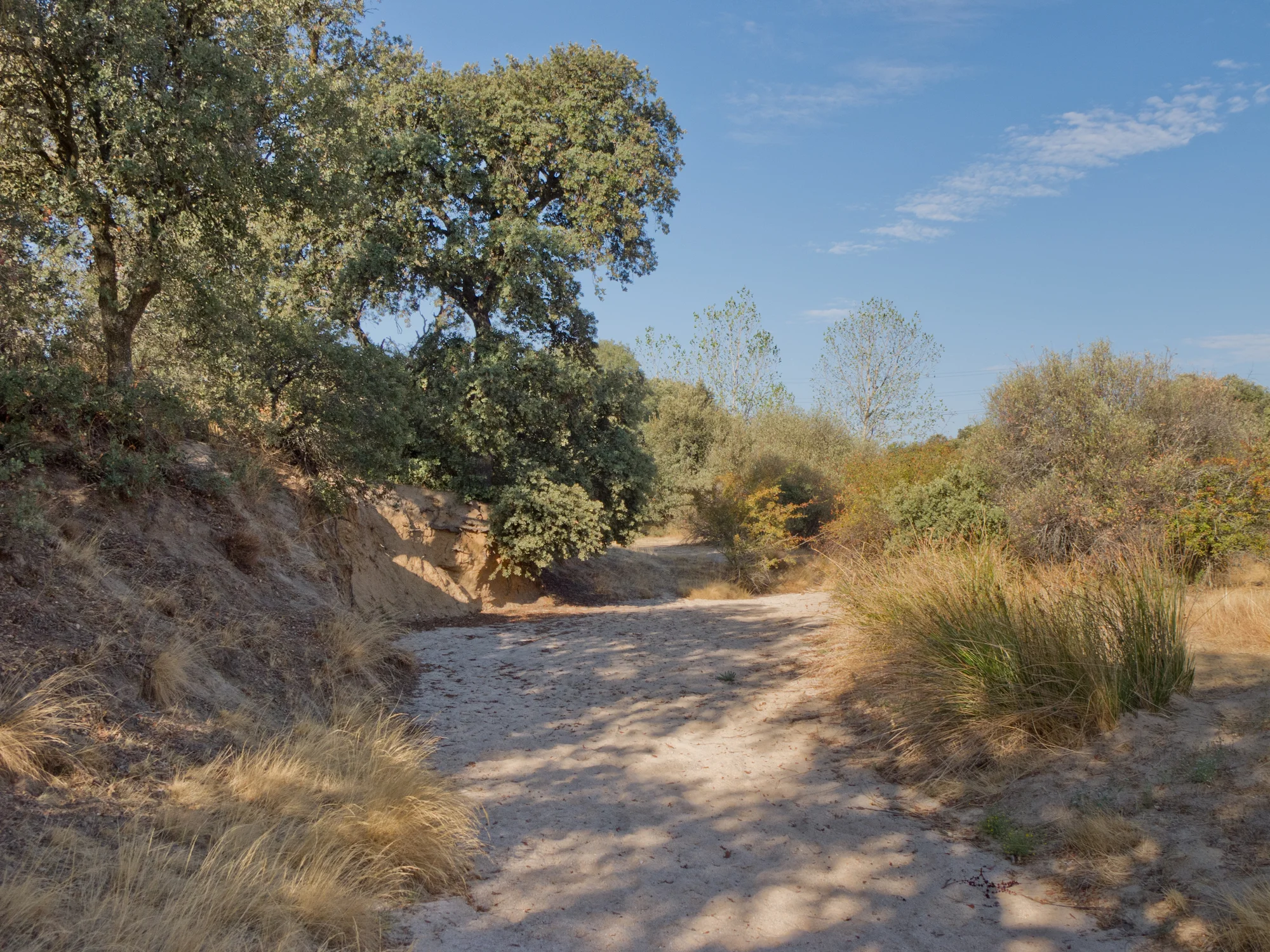 Dehesa Boyal photo 2