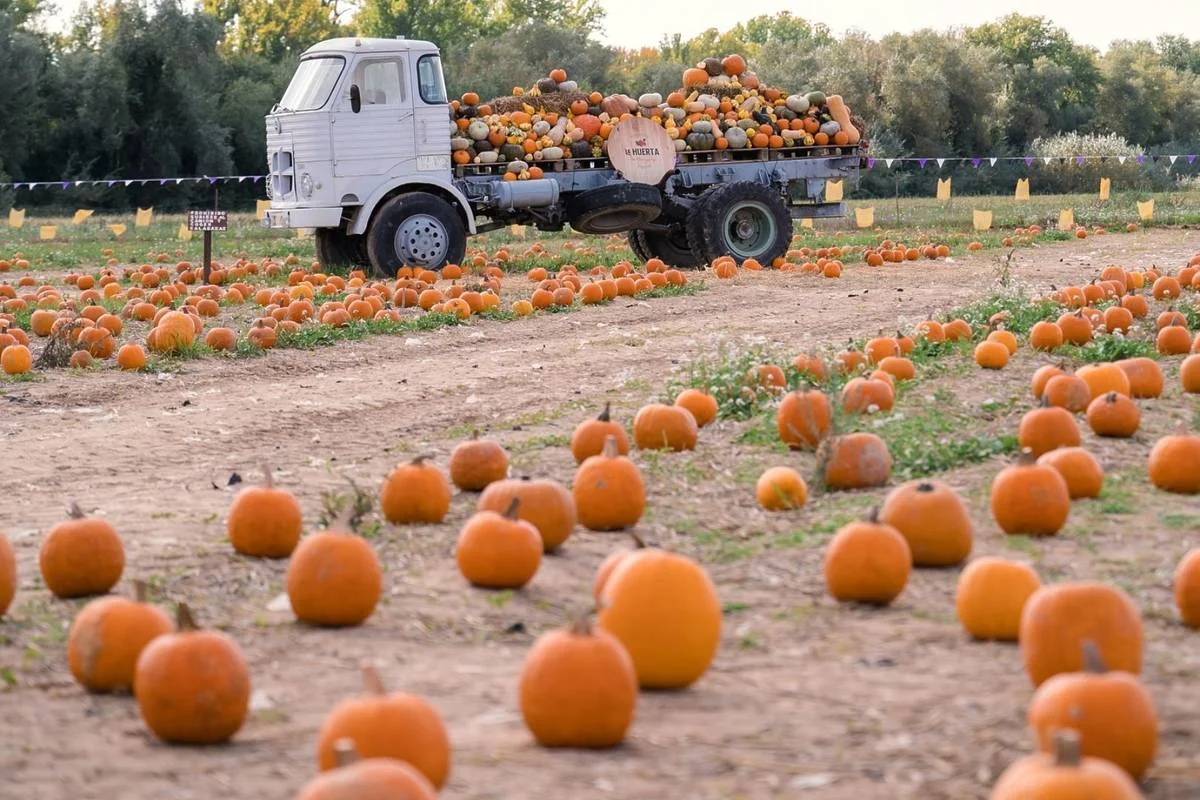 Pick Your Own Pumpkin at La Huerta de Aranjuez photo 5