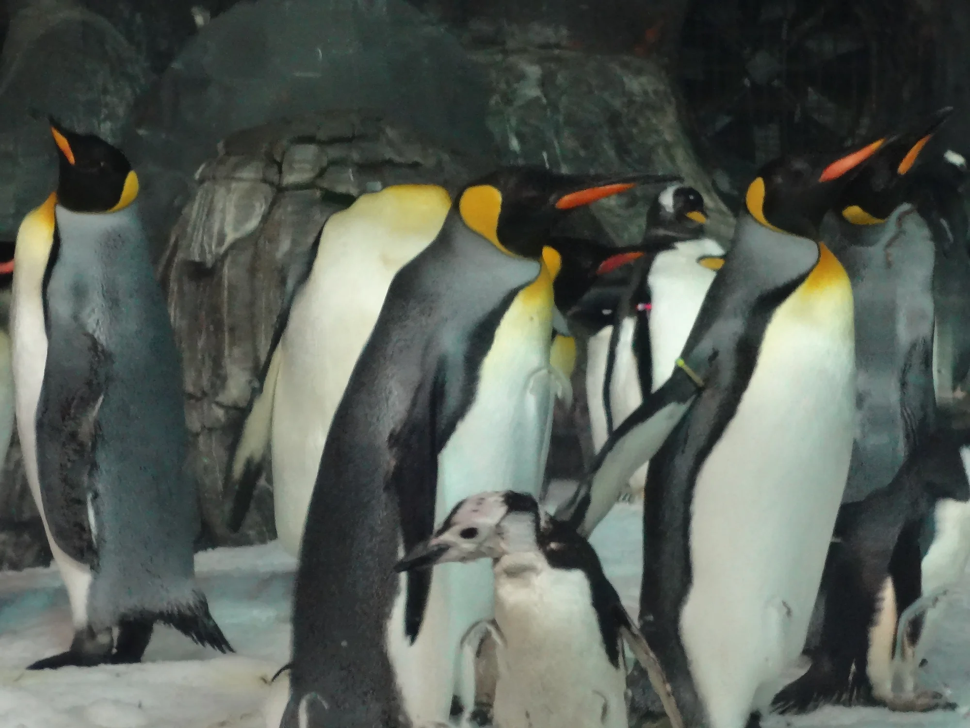 Faunia photo 2
