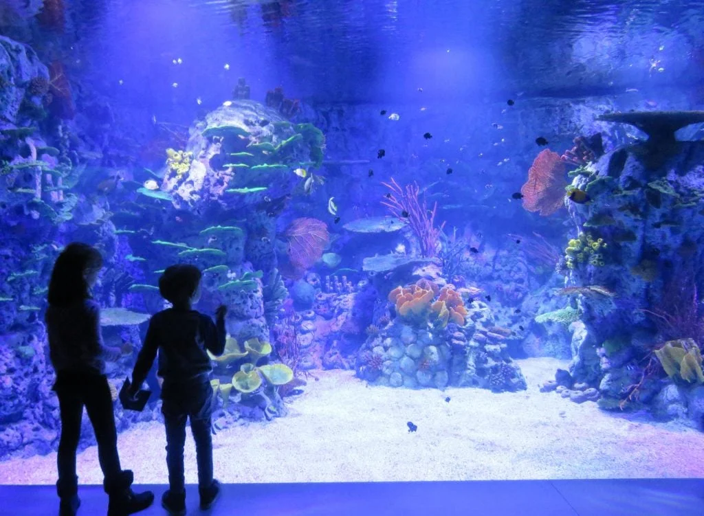 Atlantis Aquarium Madrid photo 4