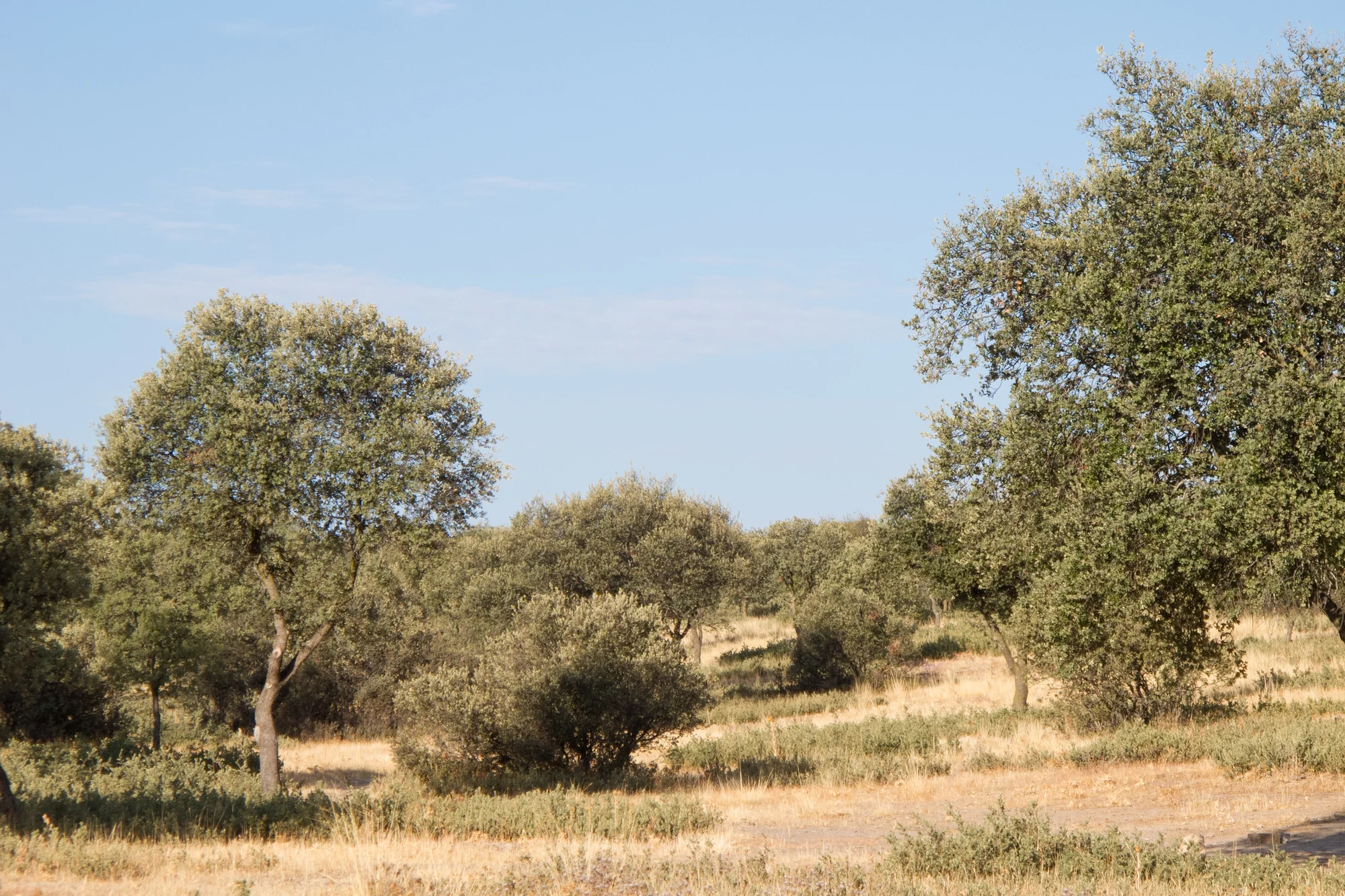Dehesa Boyal photo 1