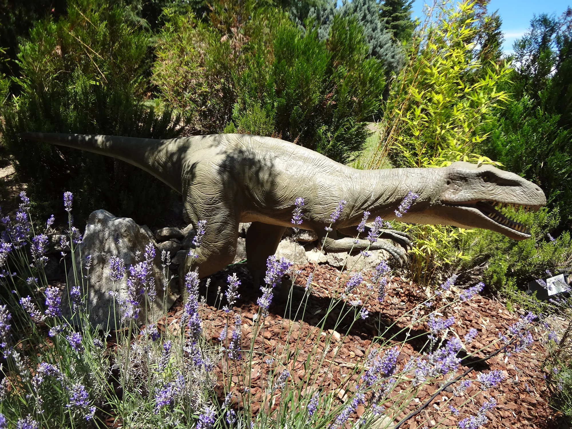 Faunia photo 5