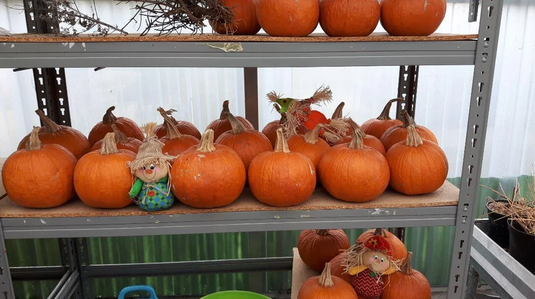 Halloween Pumpkin Carving at Mi Jardín Ibérico photo 2