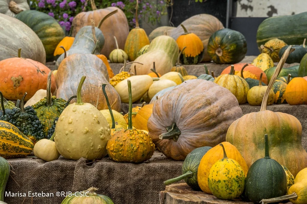 Pumpkin Exhibit at the Real Jardín Botánico photo 4