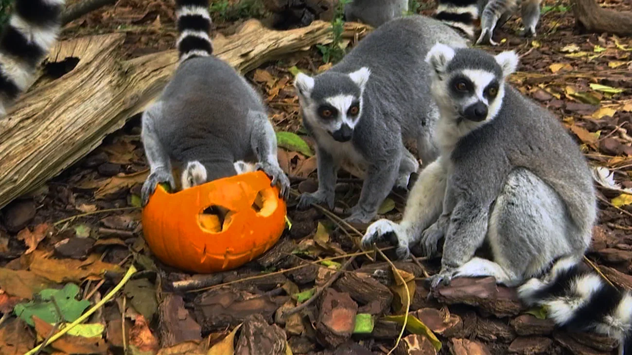 Halloween with Superthings at Faunia photo 4