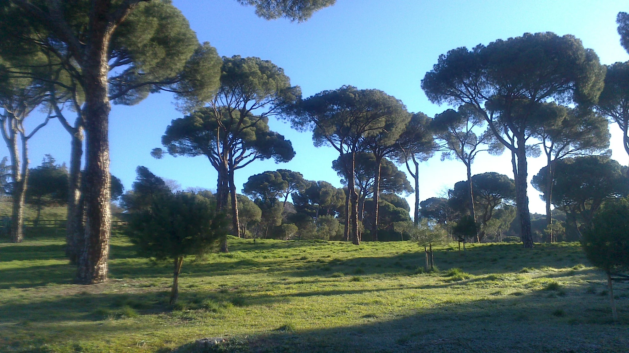Dehesa de la Villa photo 3