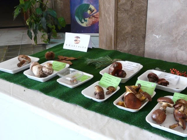 Wild Mushroom Show by the Madrid Mycological Society photo 3