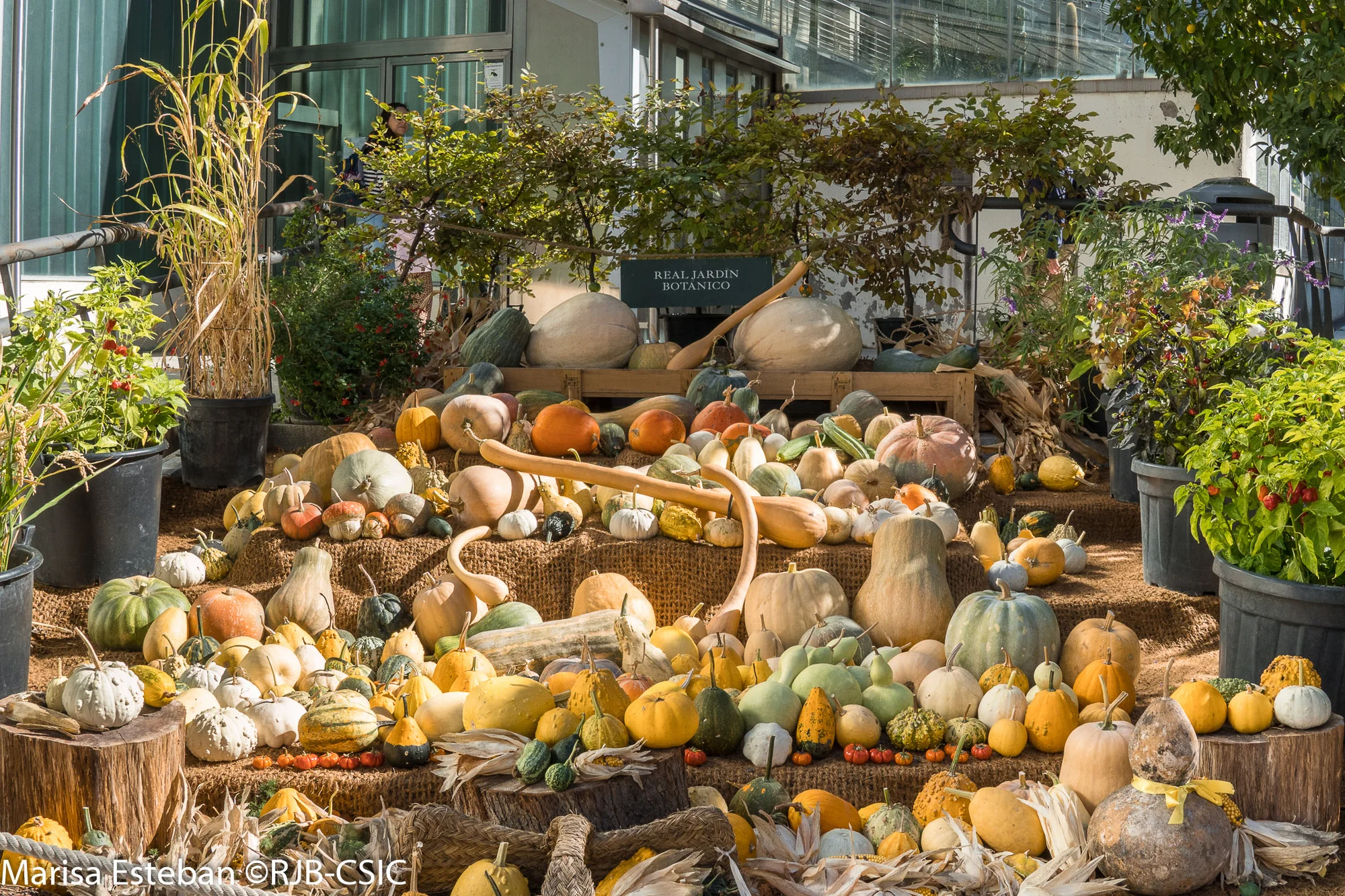 Pumpkin Exhibit at the Real Jardín Botánico photo 1