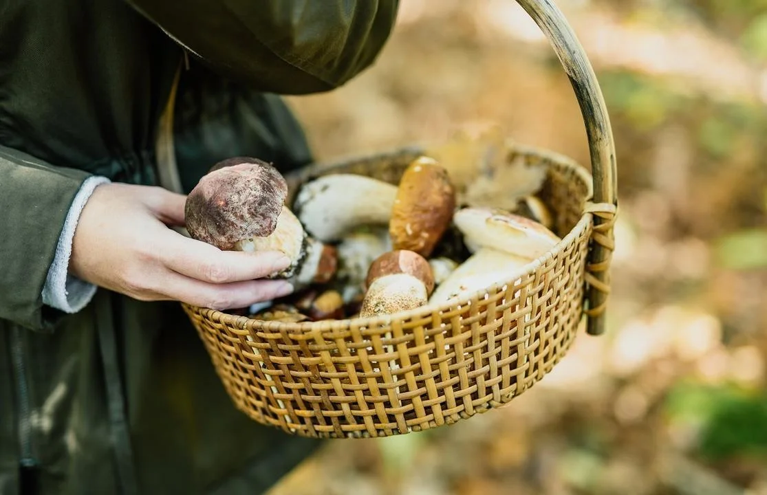 Mushroom Walks with a Mycologist in Rascafría and Bustarviejo photo 5