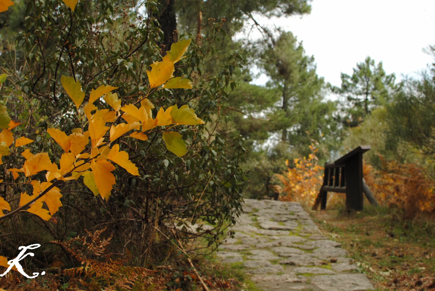 Arboreto Luis Ceballos photo 4