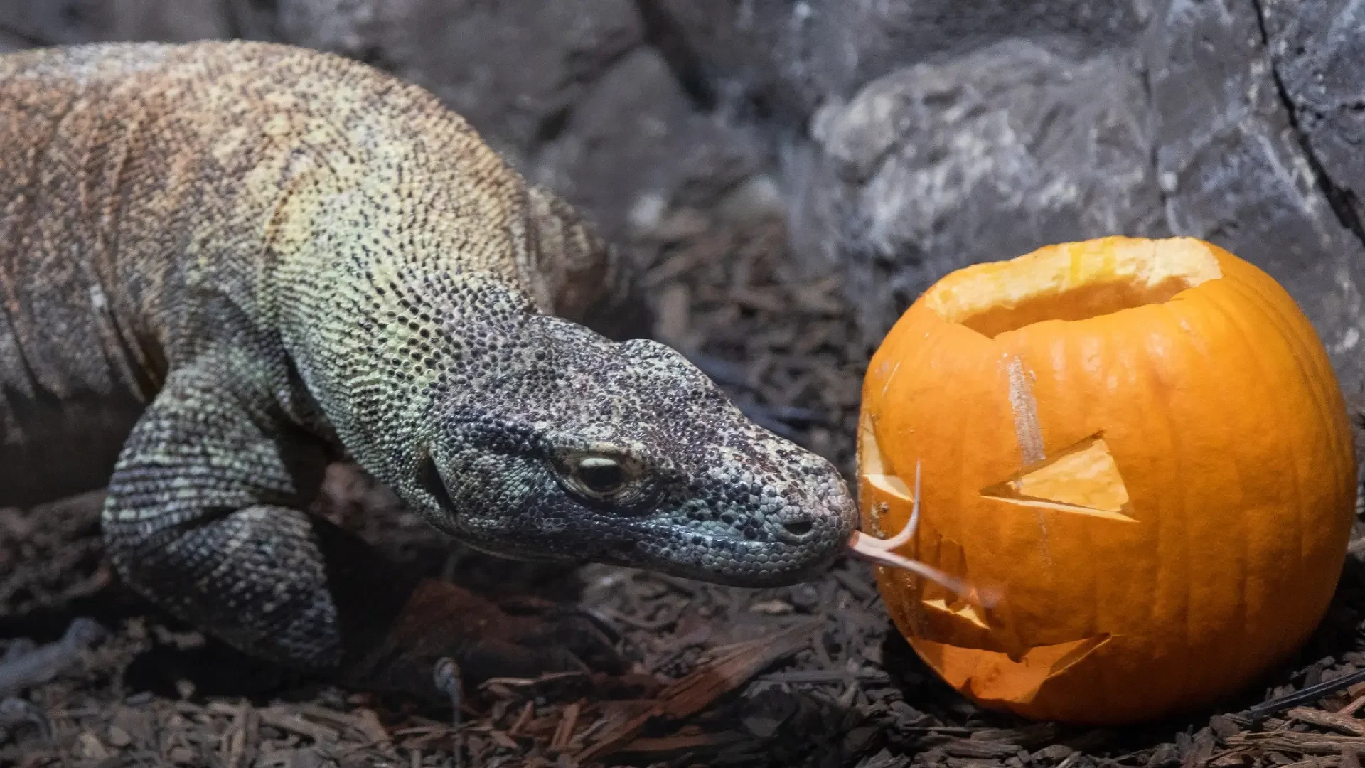 Halloween with Superthings at Faunia photo 3