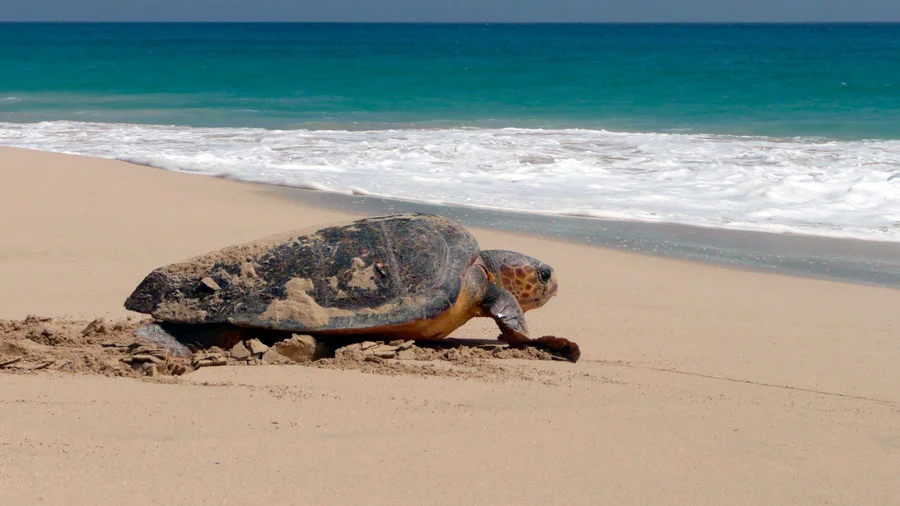 Sea Turtle Release at Castelldefels Beach photo 2