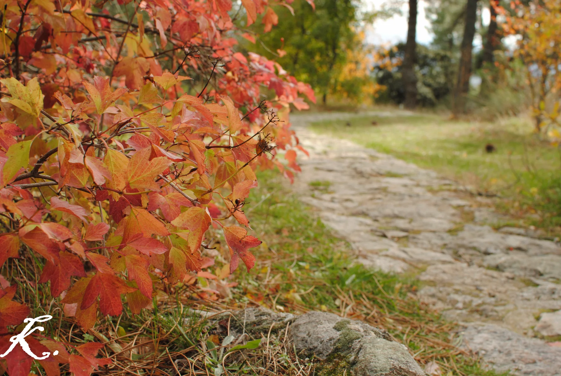 Arboreto Luis Ceballos photo 2