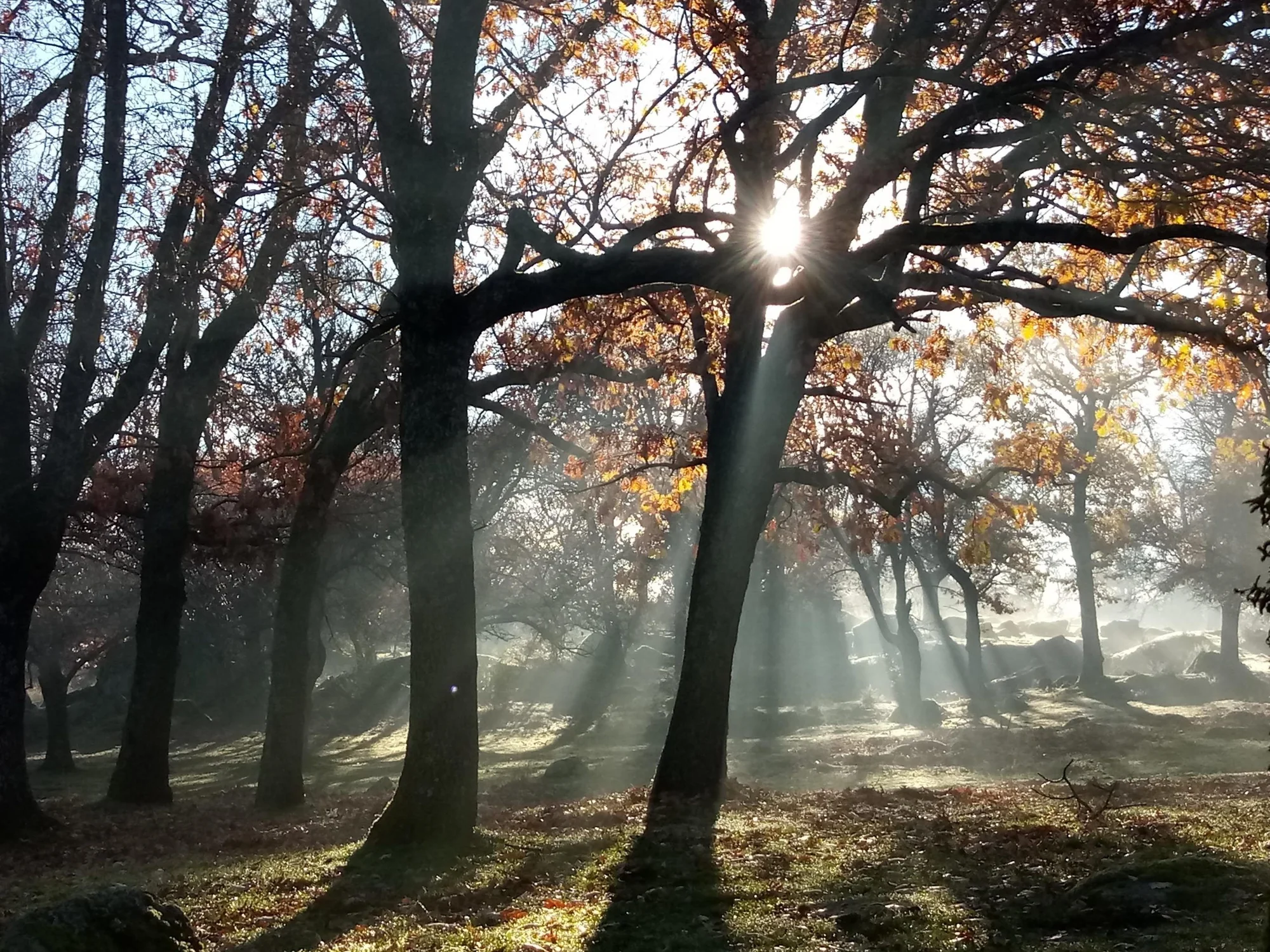 Bosque de La Herrería photo 3