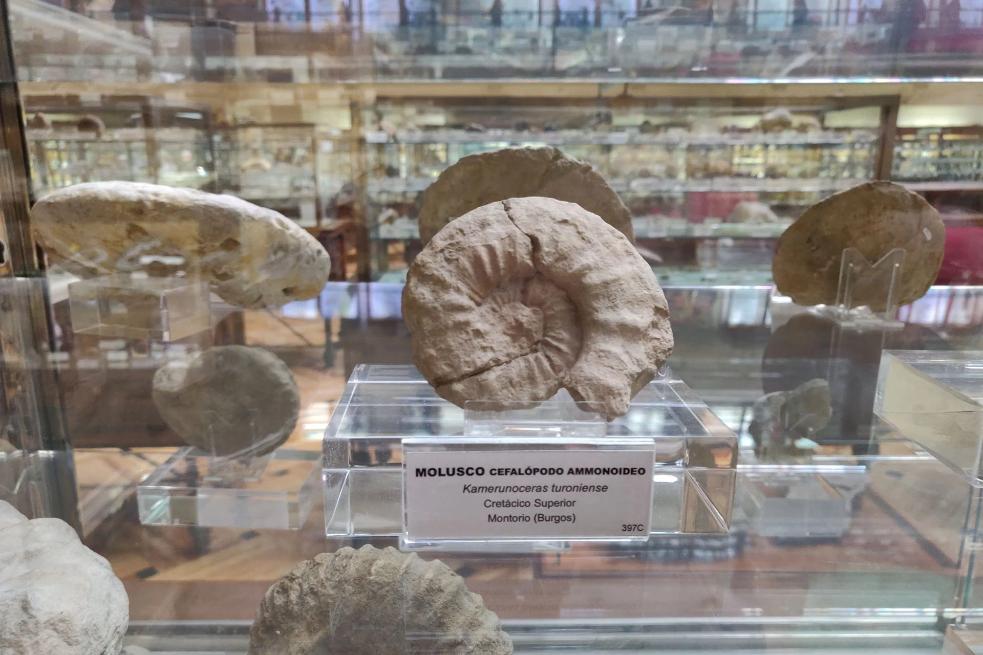 Museo Geominero photo 4