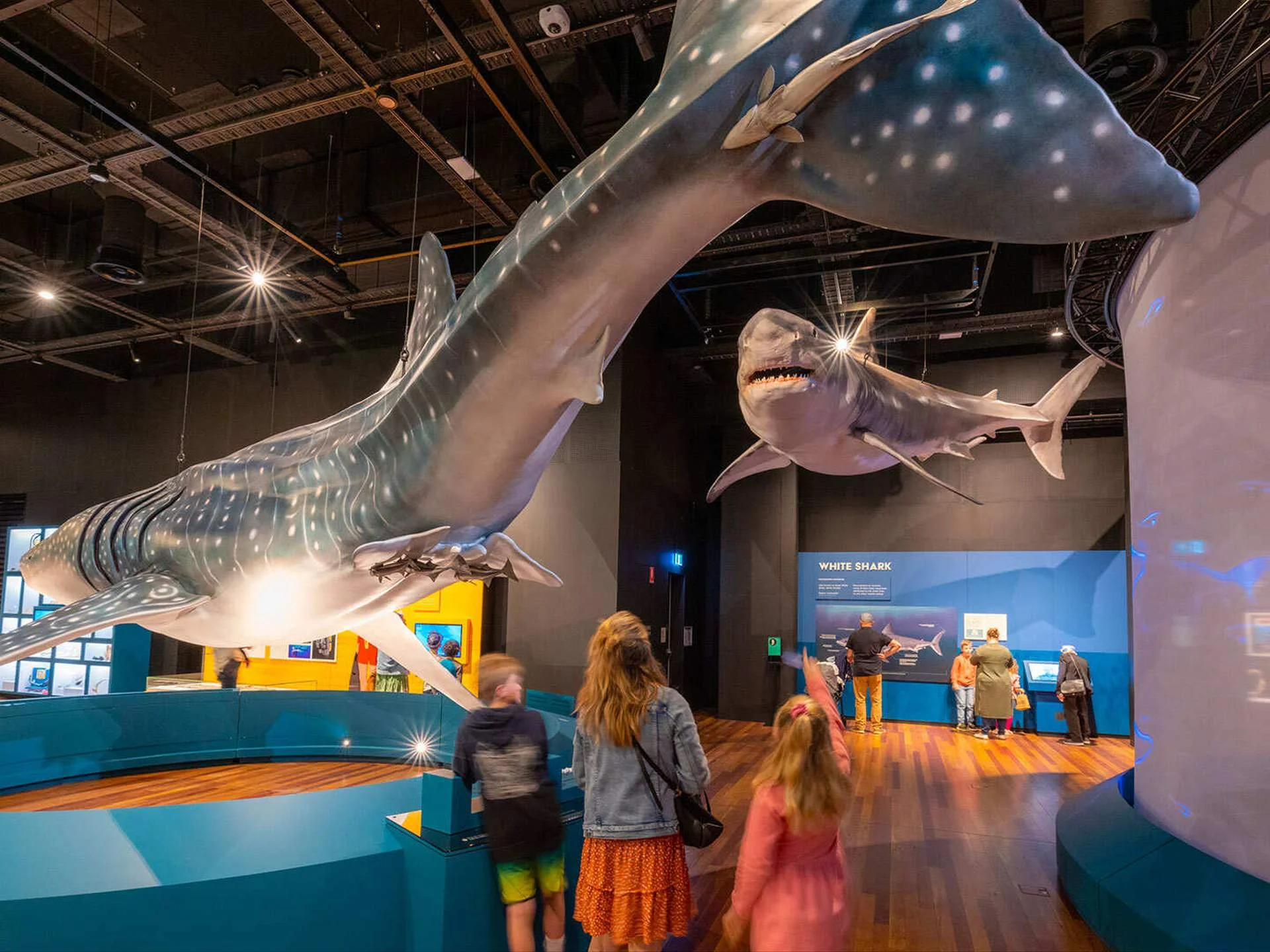 Kids Under 16 Go Free to CosmoCaixa's New Shark Show photo 3