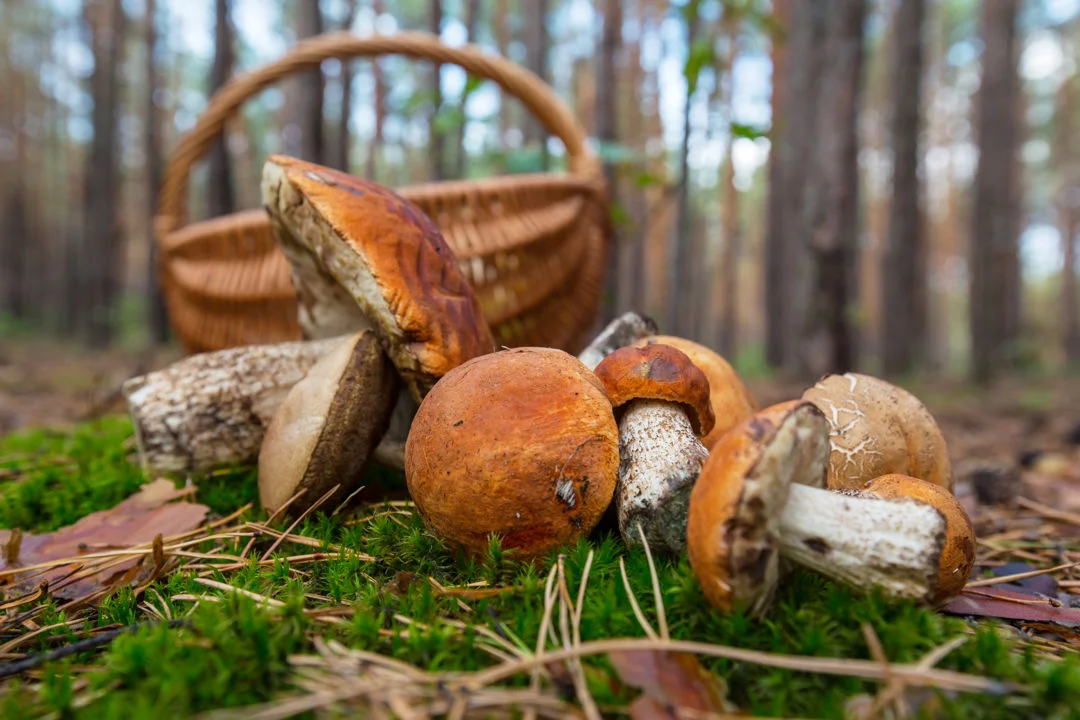 Mushroom Walks with a Mycologist in Rascafría and Bustarviejo photo 6