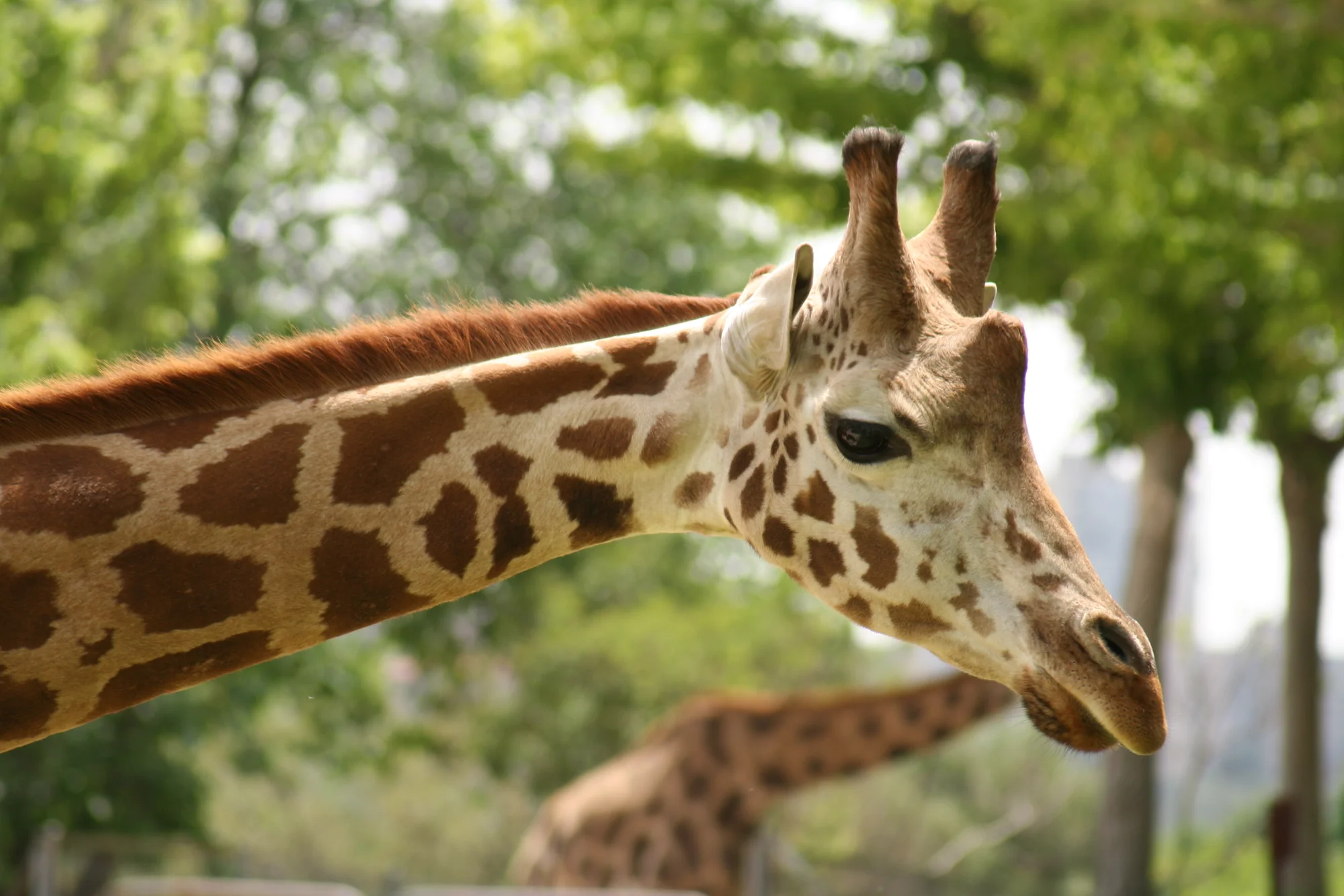 Zoo Aquarium de Madrid photo 6
