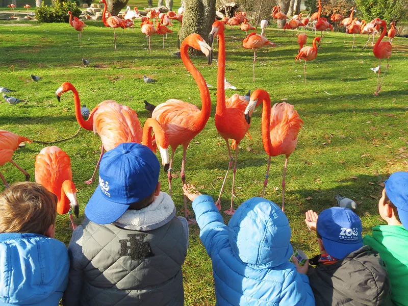 Campamento de Navidad Zoo Aquarium photo 2