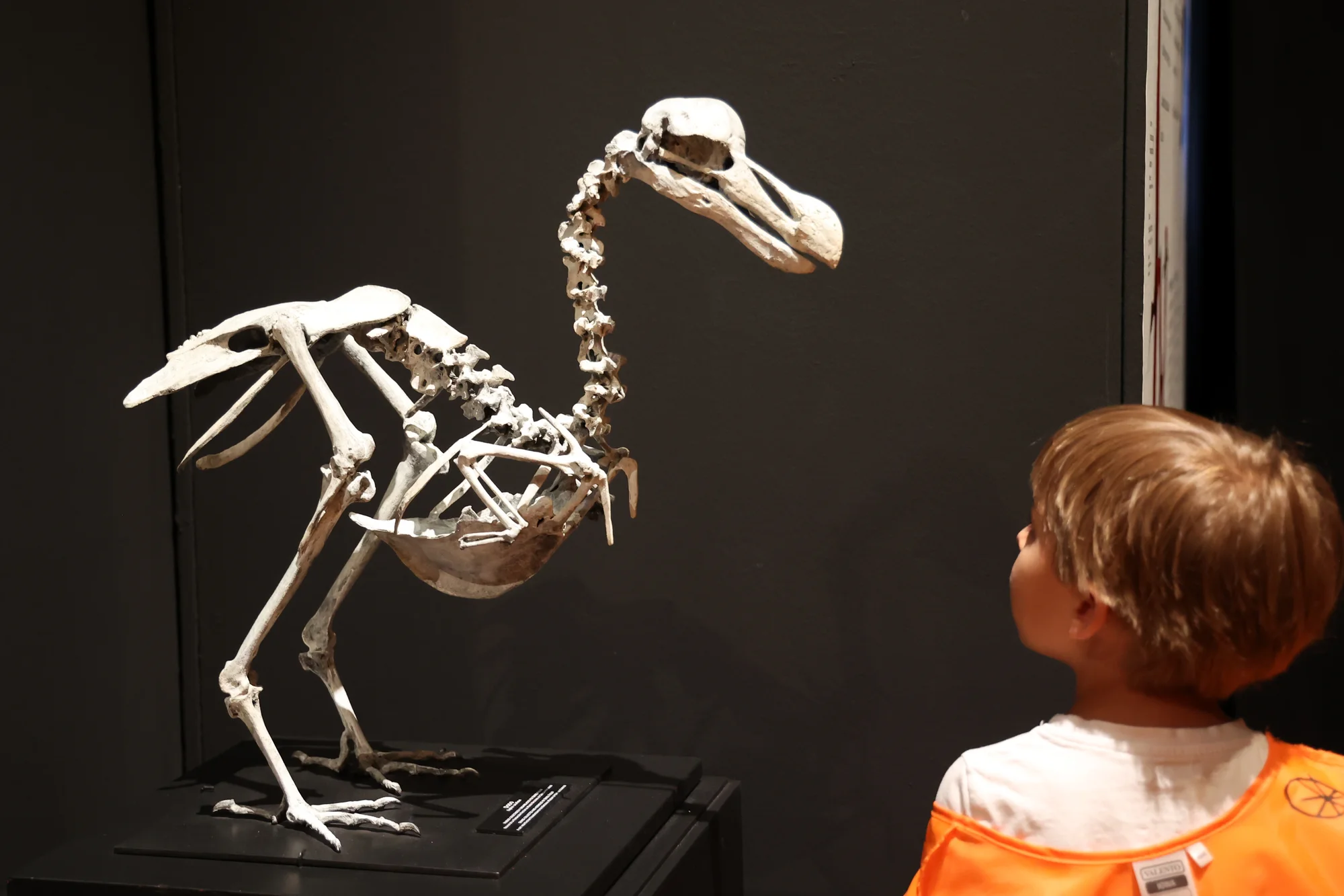 Museo de Verano: Natural Science Museum Camp (MNCN) photo 3