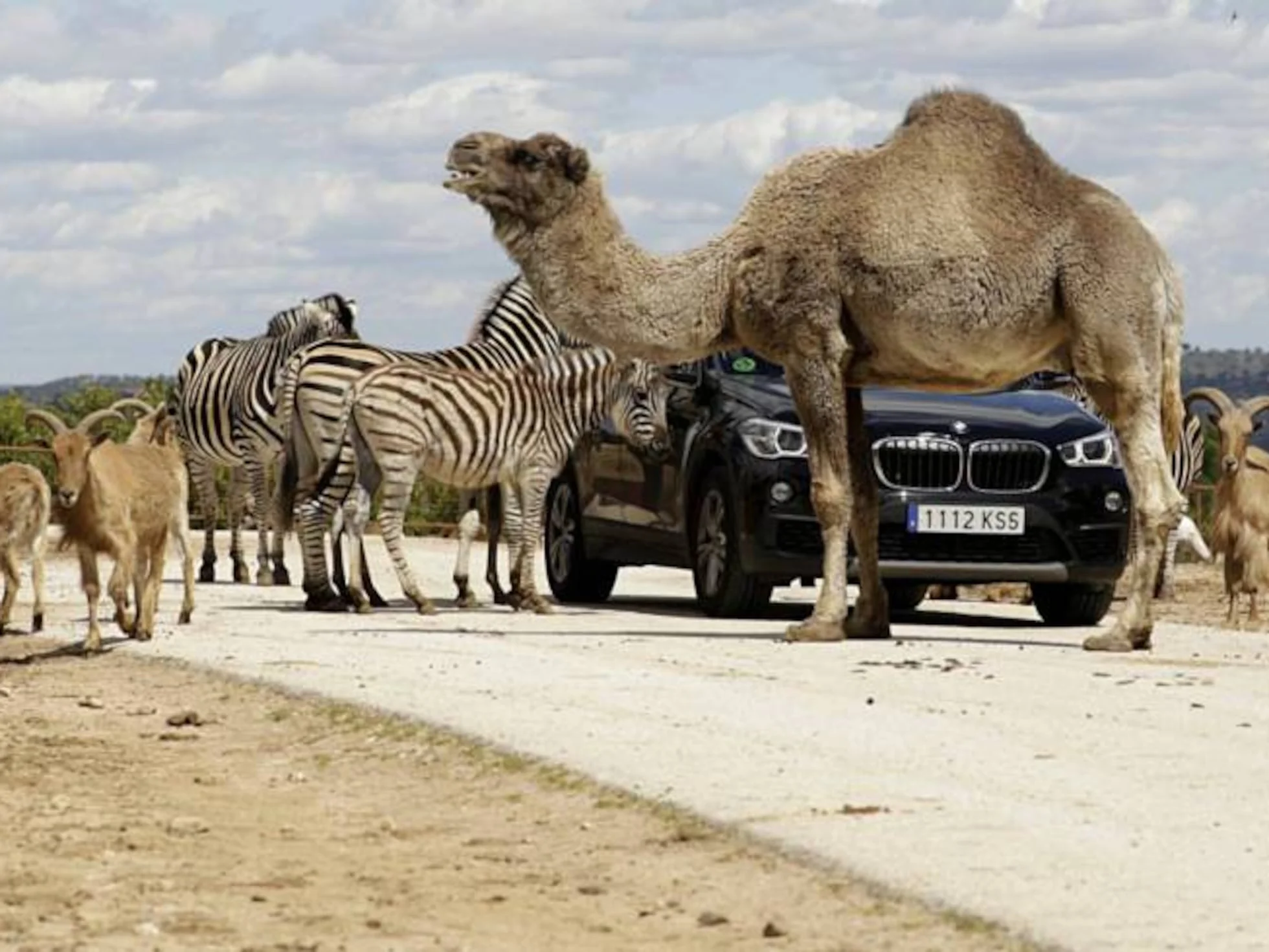 Safari Madrid photo 4