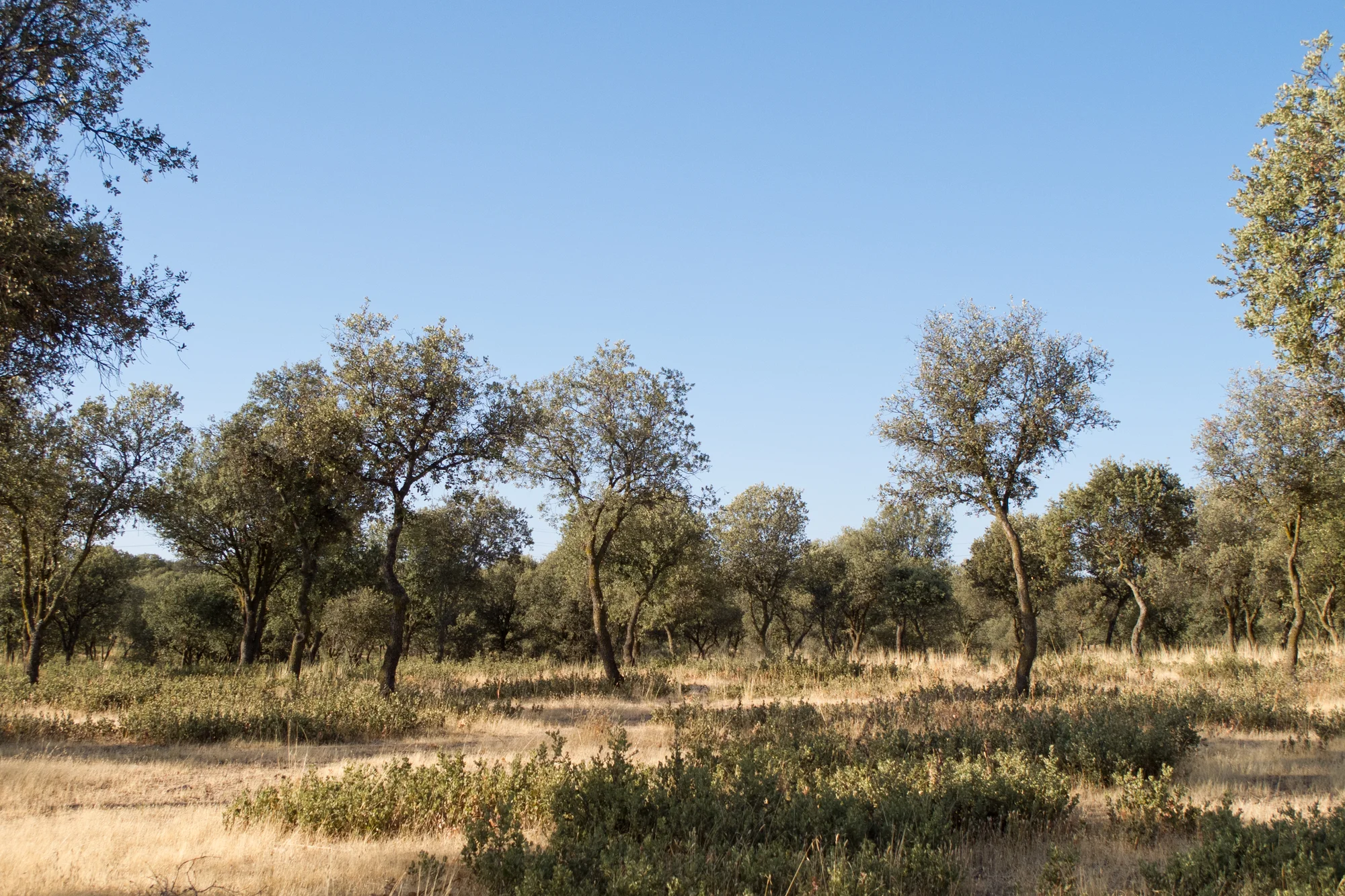 Dehesa Boyal photo 3
