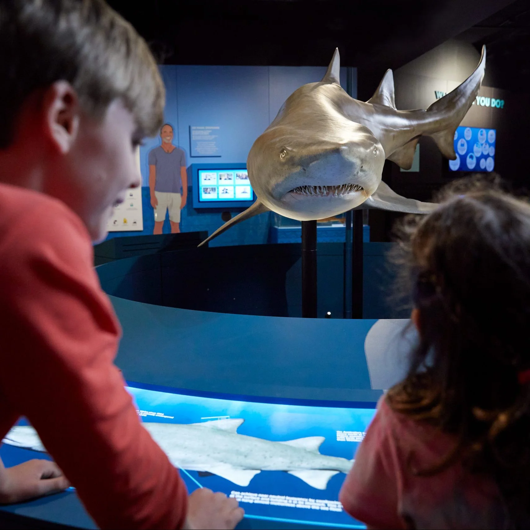 Kids Under 16 Go Free to CosmoCaixa's New Shark Show photo 4