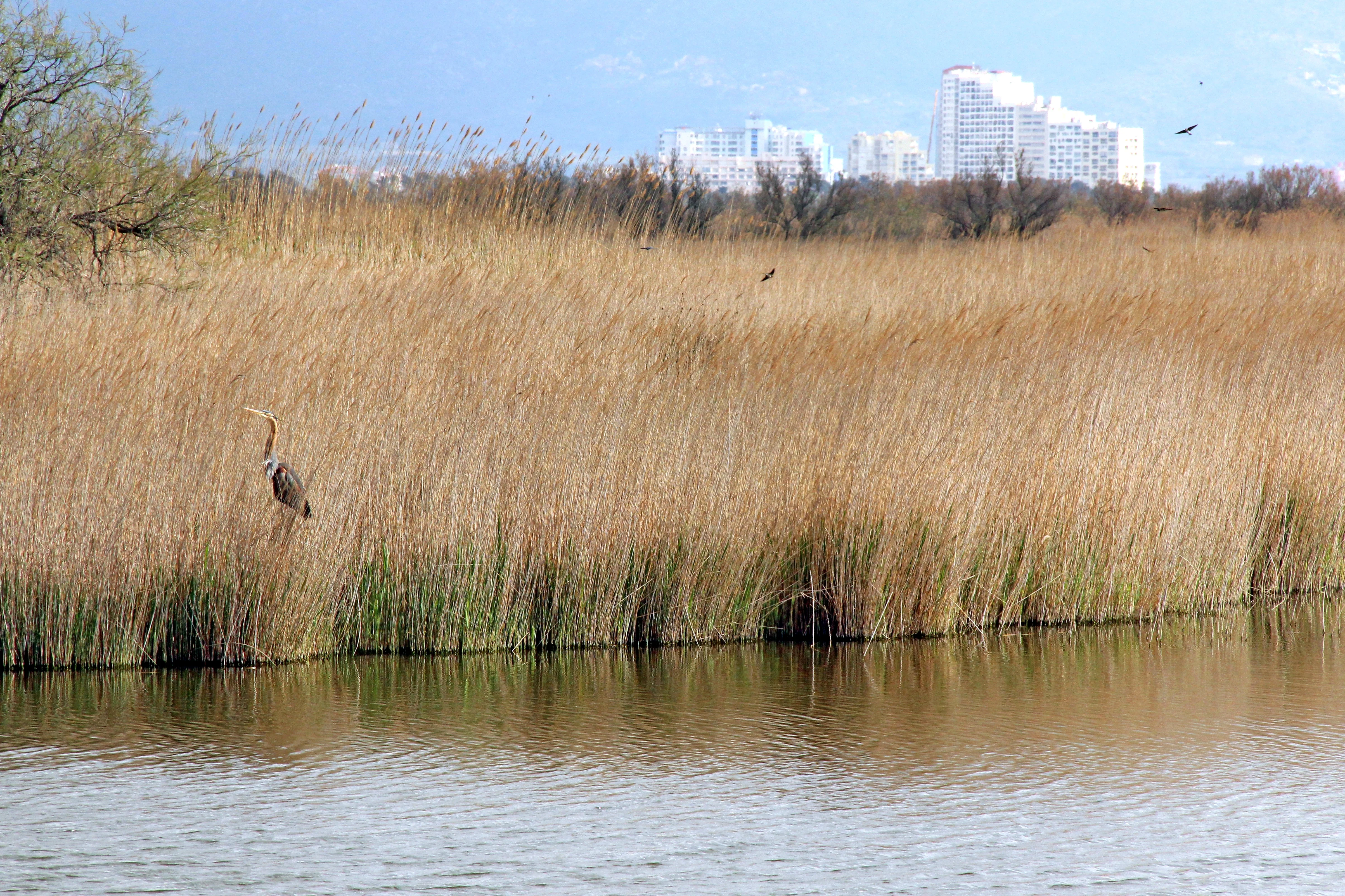 Aiguamolls de l'Empordà photo 2