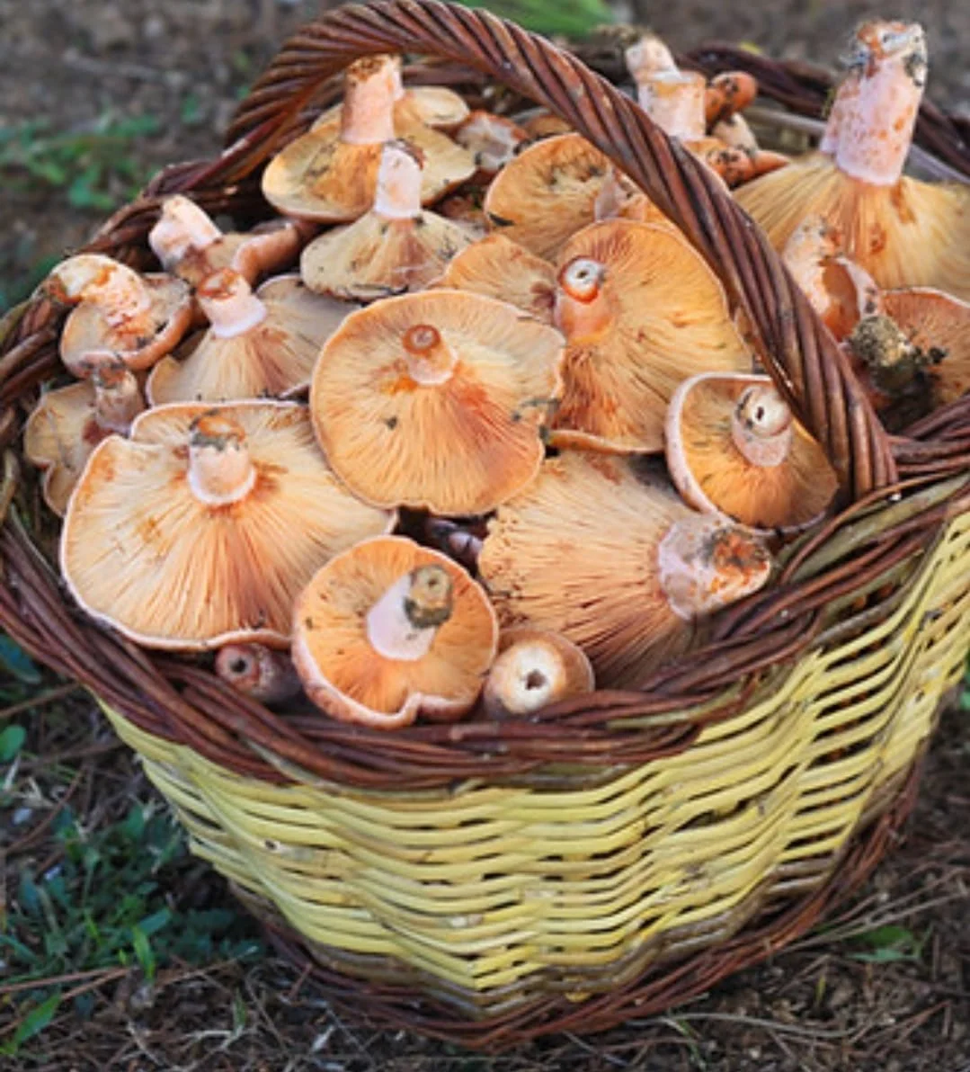 Mushroom Fair and Mushroom Picker Fair photo 4