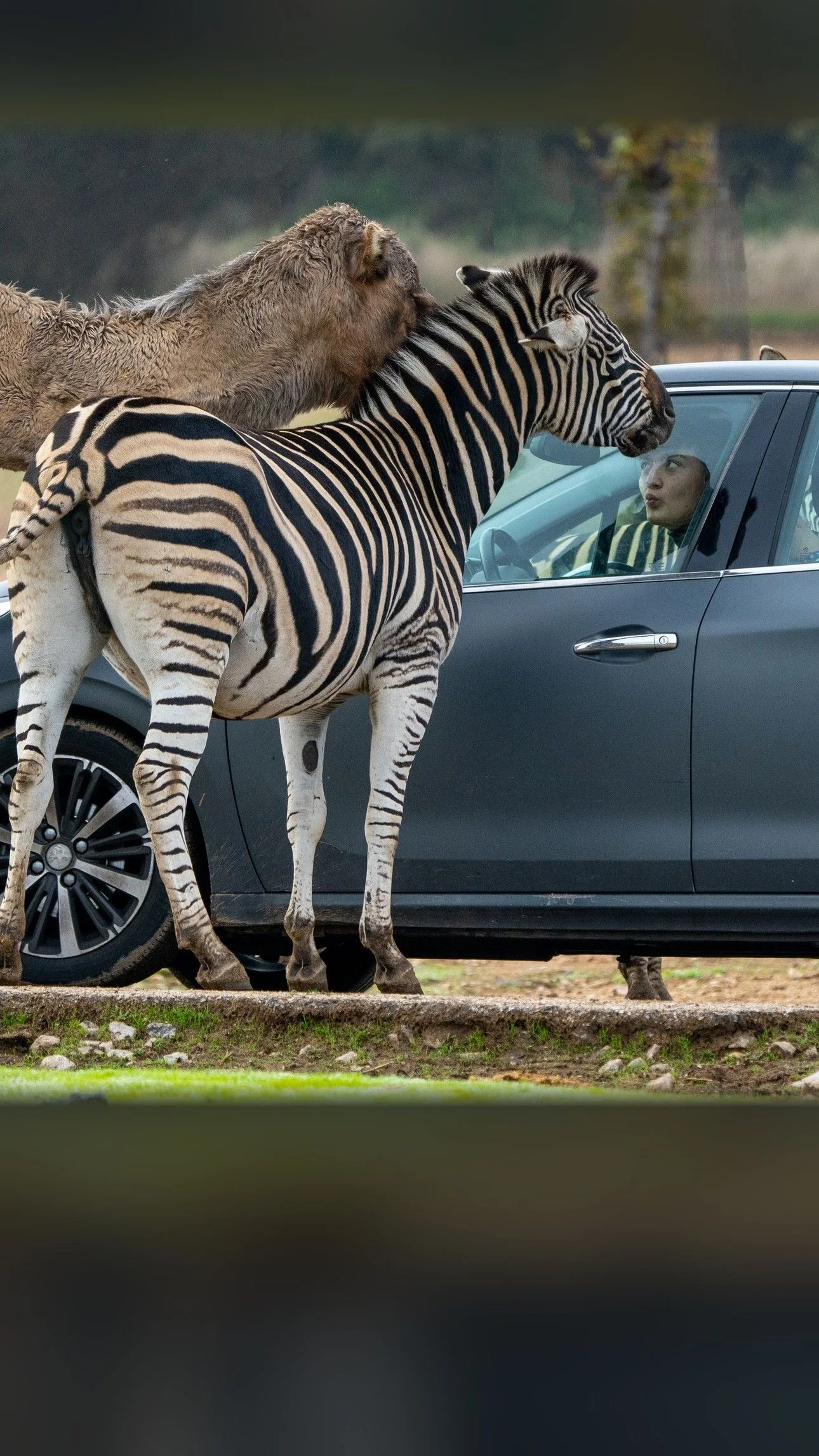 Zoos, Aquariums and Animals near Madrid